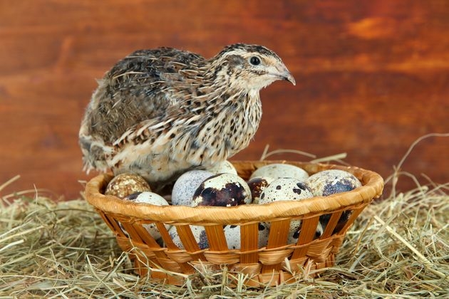 Солидный бизнес на маленьких птичках: создайте перепелиную ферму по нашему проекту